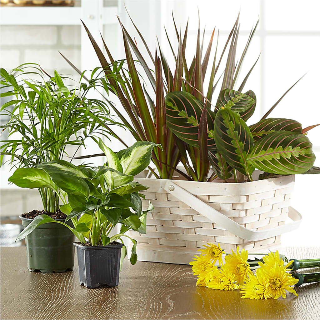 Florist Designed Blooming and Green Plants in a Basket – Flowers By Oralene Llc, Concord NC