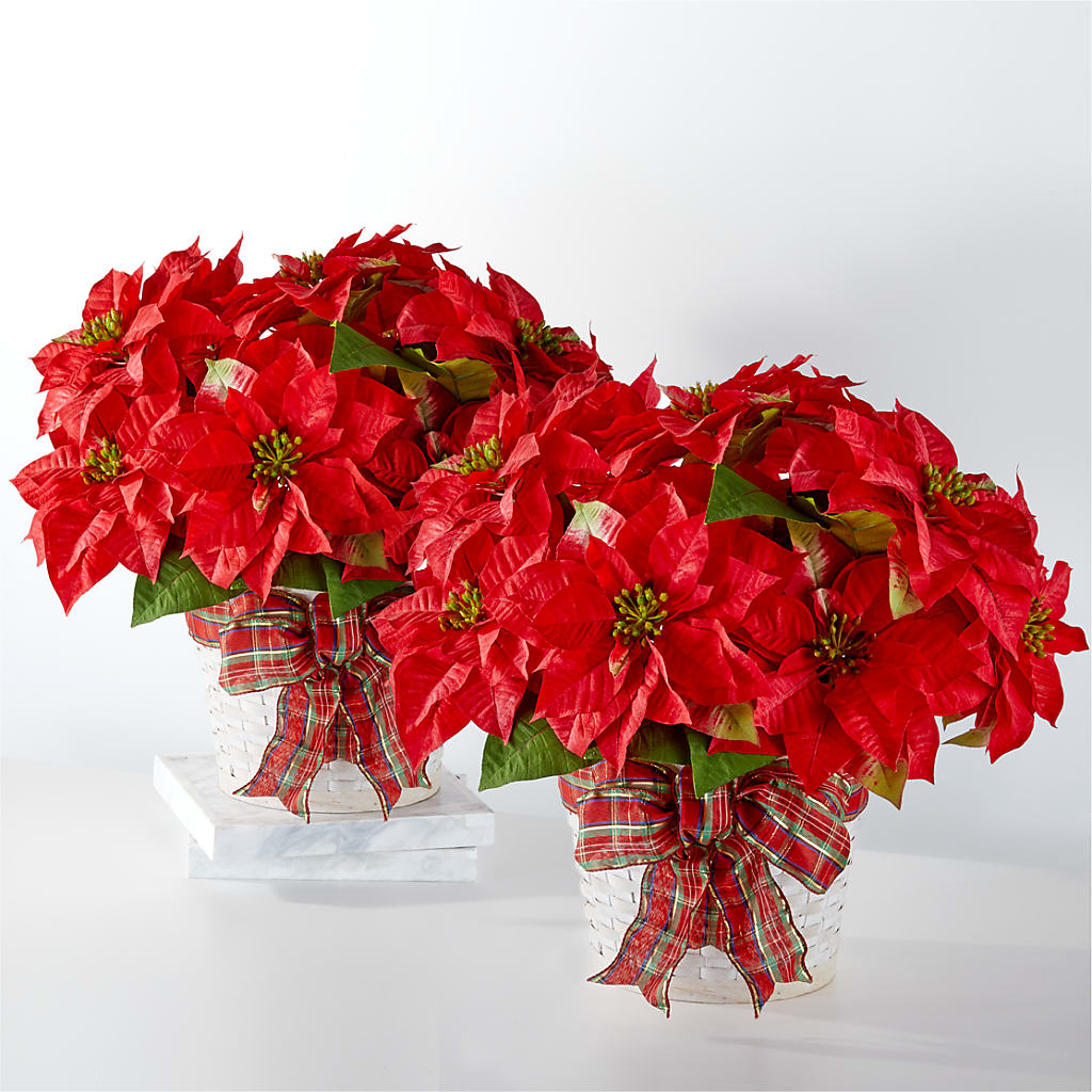 Happiest Holidays Poinsettia Bundle – Flowers By Oralene Llc, Concord NC