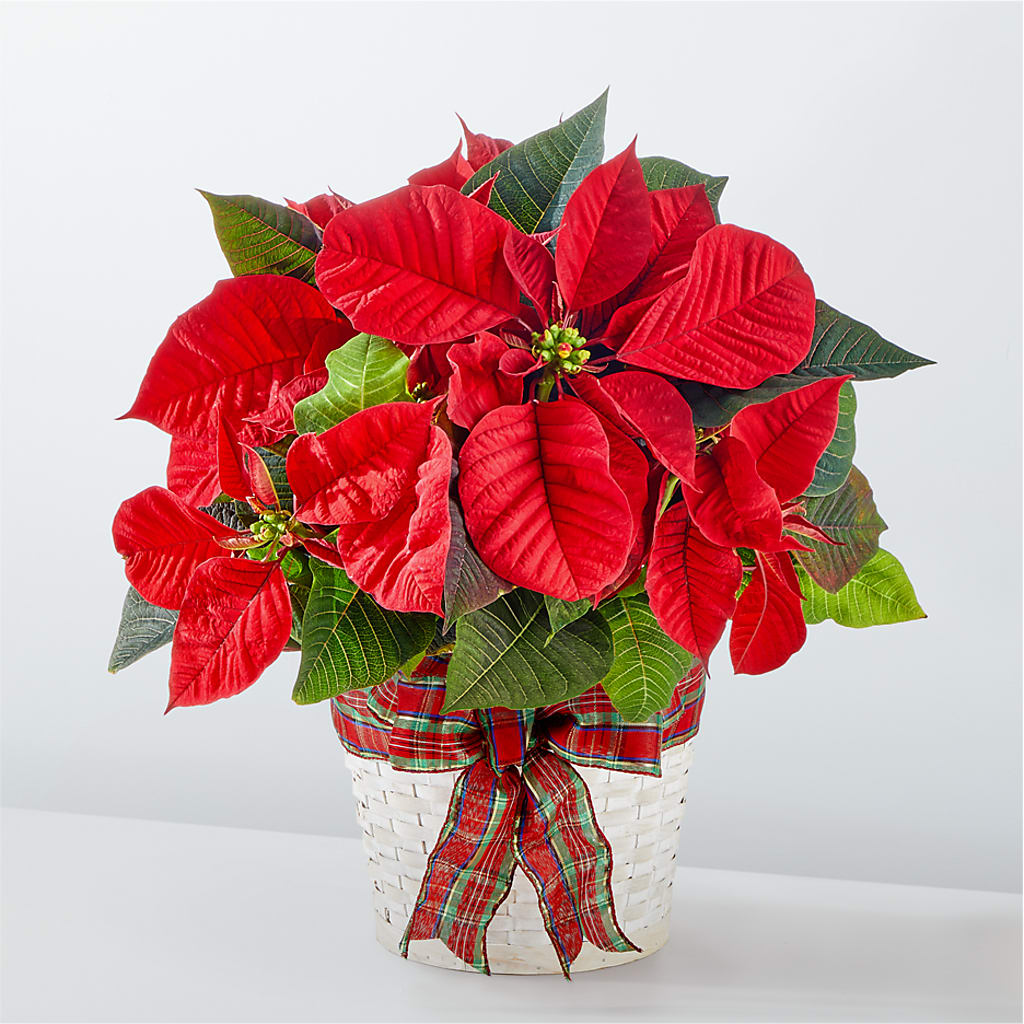 Happiest Holidays Poinsettia – Flowers By Oralene Llc, Concord NC