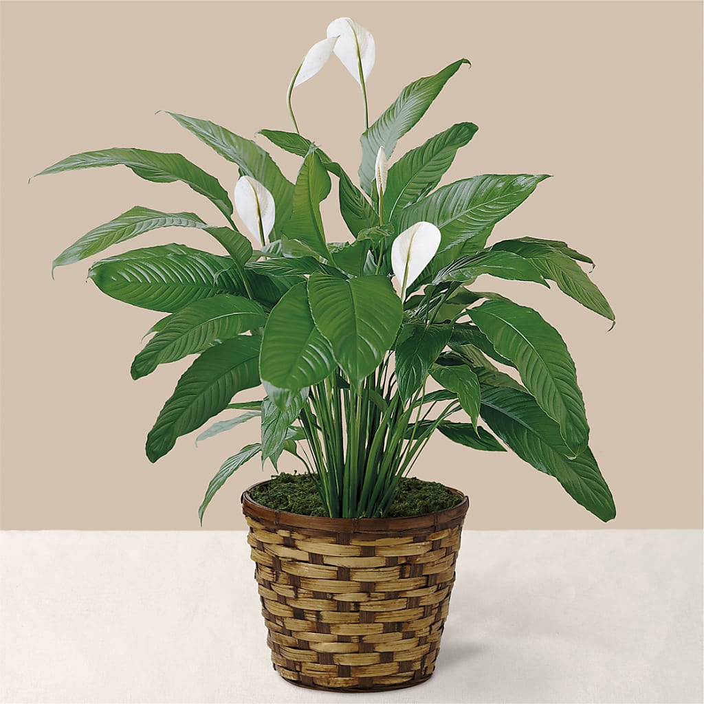 Tranquil Moments Peace Lily Plant – Flowers By Oralene Llc, Concord NC