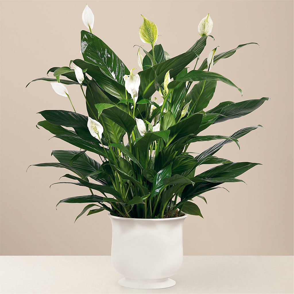 Comfort Planter – Flowers By Oralene Llc, Concord NC