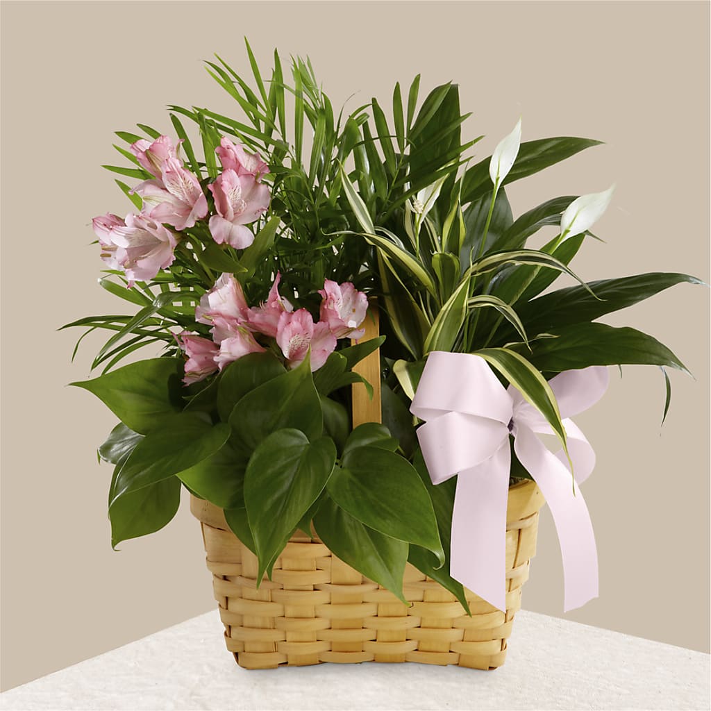 Living Spirit Dishgarden – Flowers By Oralene Llc, Concord NC