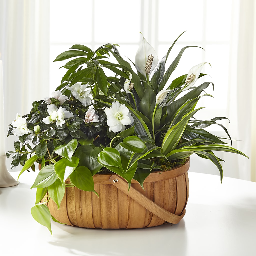 Serene Dishgarden – Flowers By Oralene Llc, Concord NC