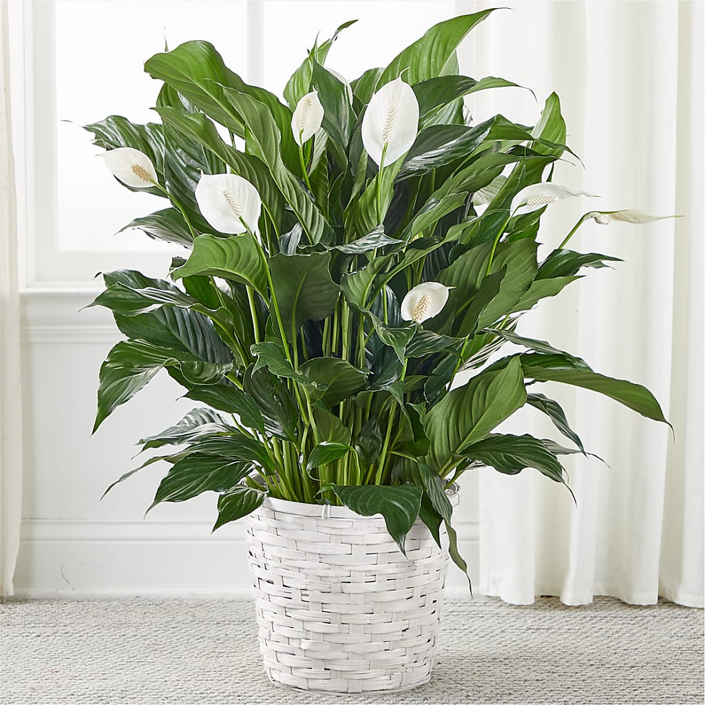 A New Leaf Peace Lily – Flowers By Oralene Llc, Concord NC