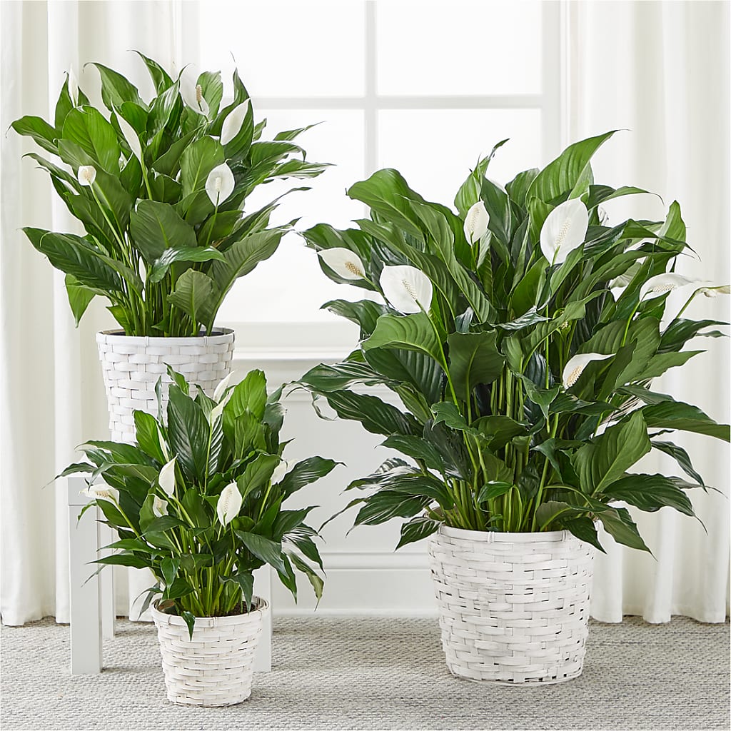 A New Leaf Peace Lily – Flowers By Oralene Llc, Concord NC