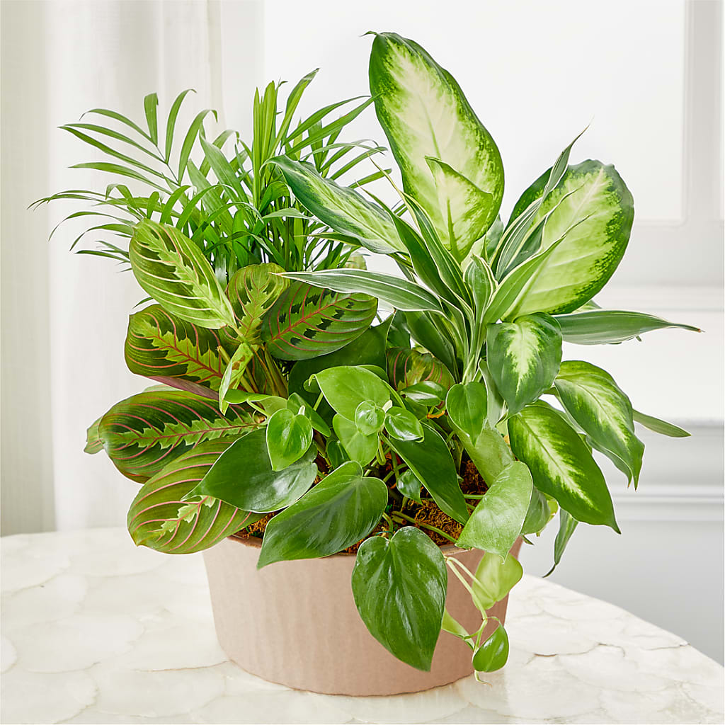 Balance & Harmony Dishgarden – Flowers By Oralene Llc, Concord NC