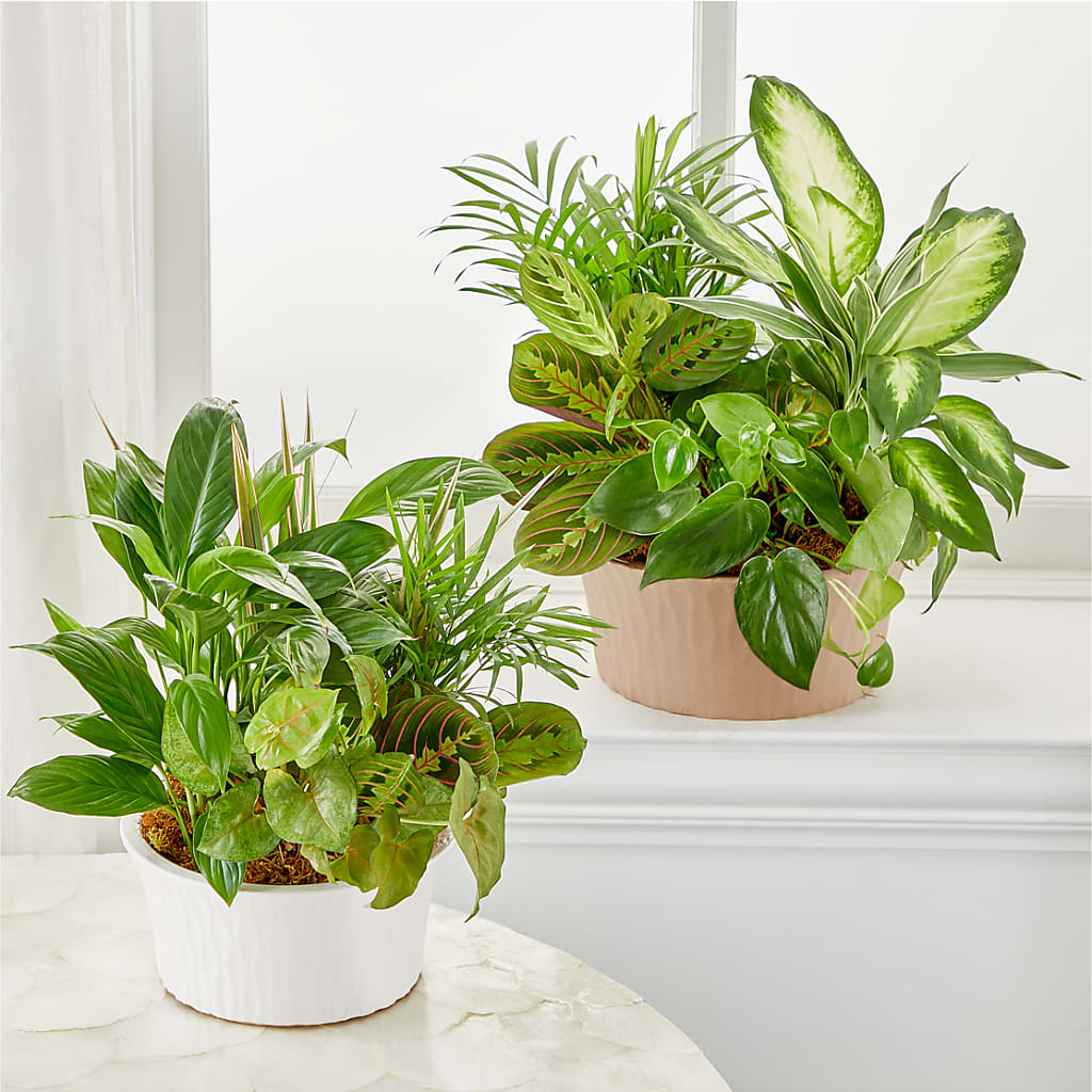 Balance & Harmony Dishgarden – Flowers By Oralene Llc, Concord NC