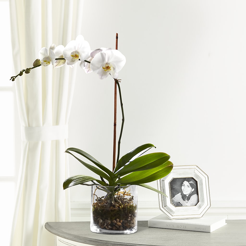 White Orchid Planter – Flowers By Oralene Llc, Concord NC