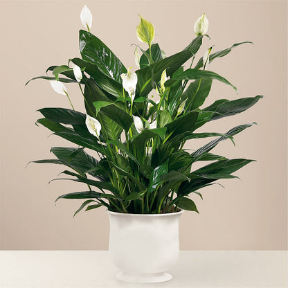 Comfort Planter –  Flowers By Oralene Llc, Concord NC