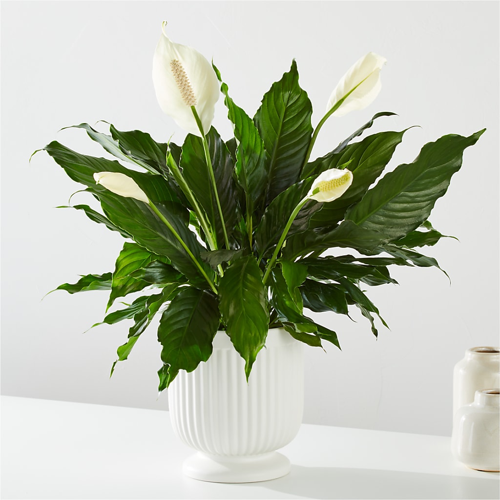 Comfort Planter –  Flowers By Oralene Llc, Concord NC