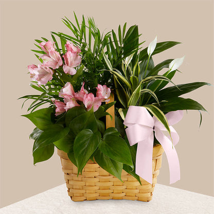 Living Spirit Dishgarden –  Flowers By Oralene Llc, Concord NC