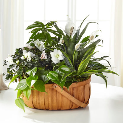 Serene Dishgarden –  Flowers By Oralene Llc, Concord NC