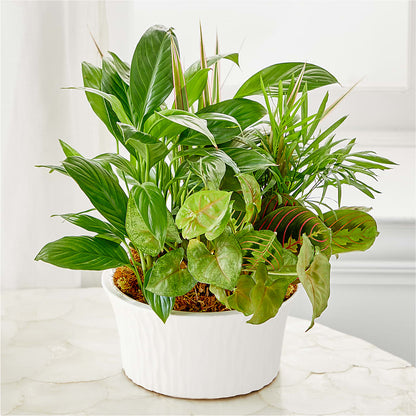 Balance & Harmony Dishgarden –  Flowers By Oralene Llc, Concord NC