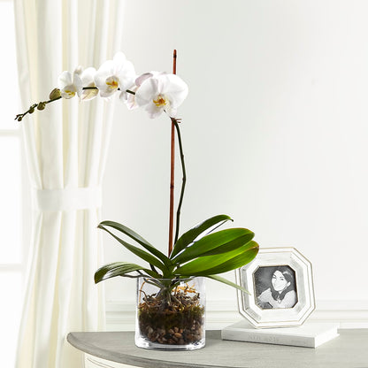 White Orchid Planter –  Flowers By Oralene Llc, Concord NC
