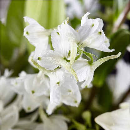 Classic Ivory – A Florist Original –  Flowers By Oralene Llc, Concord NC